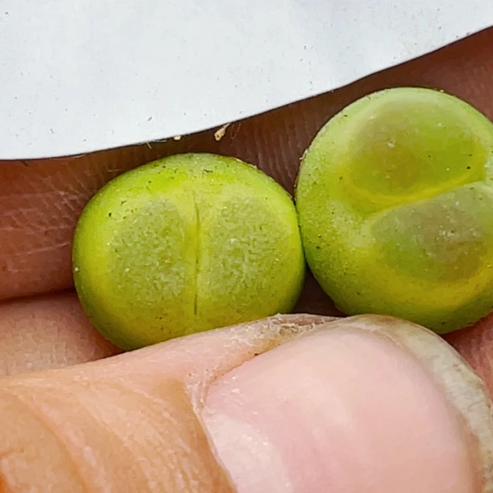 703日系紫皮拉登1473.18