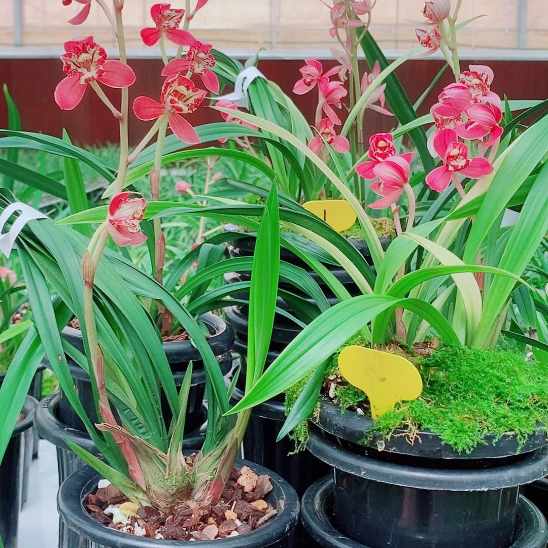 水***王全部花苞一物一拍漂亮开花