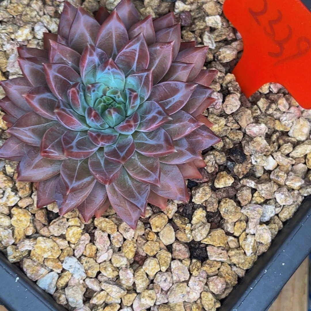 陈*俊2339号晚上多肉植物群生多肉