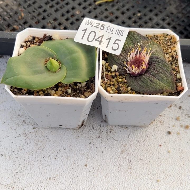 镜 415，一物一拍脱土