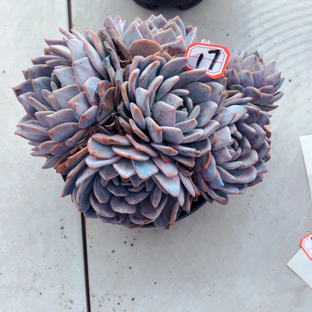 。***。多肉植物组合盆栽17