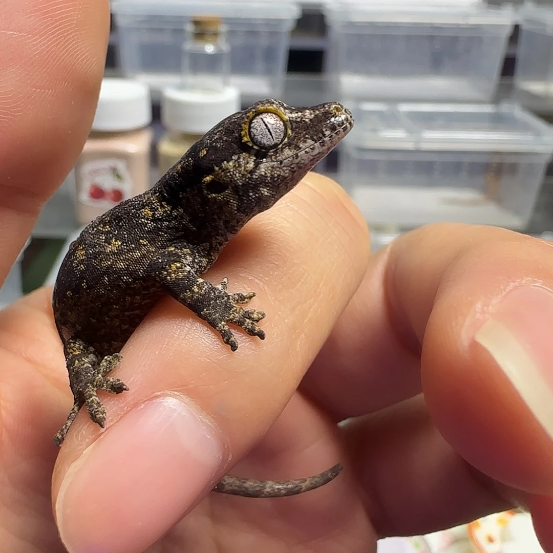 巨人守宫盖勾亚大幼