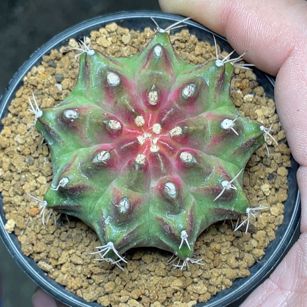 当前无花朵，栽培后可花朵梦想粉轮回6