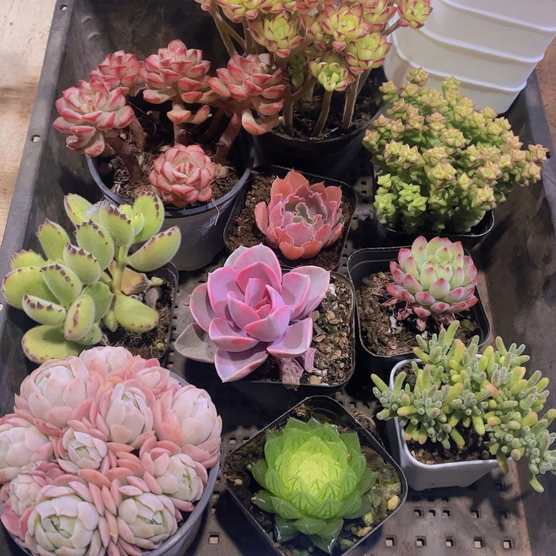 多肉733多肉植物