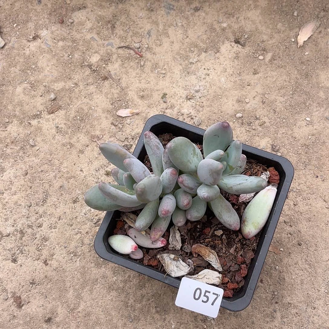 普**人057。   11111111111