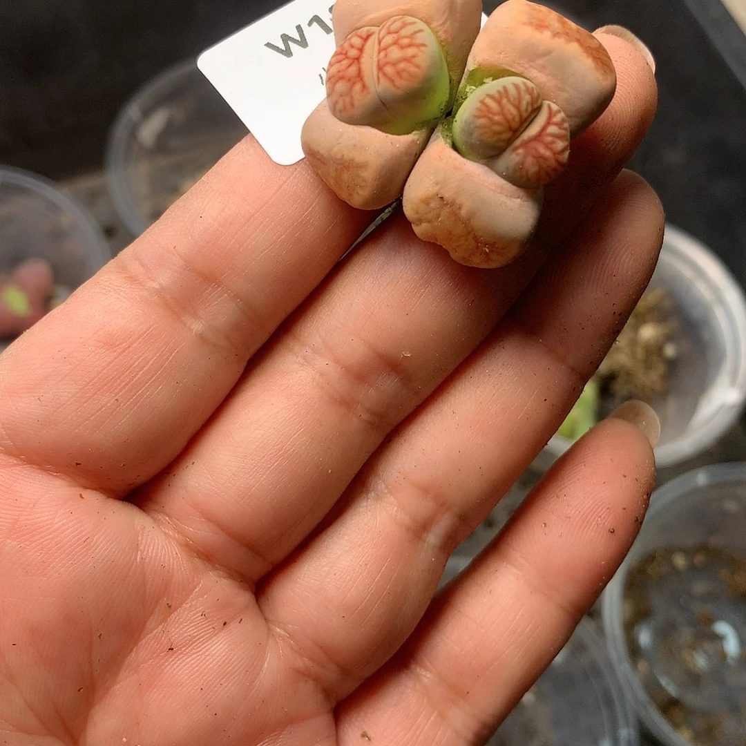 W189多肉植物保护研究所