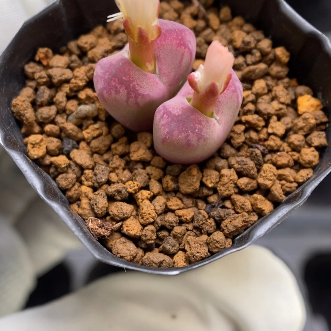 多肉植物肉锥杂交K-3704 毛杂