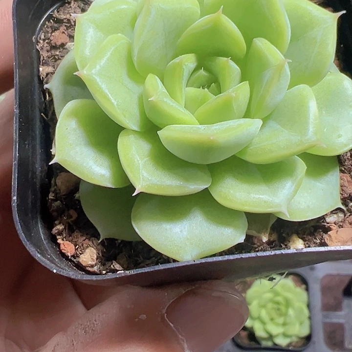 白月影精品多肉植物