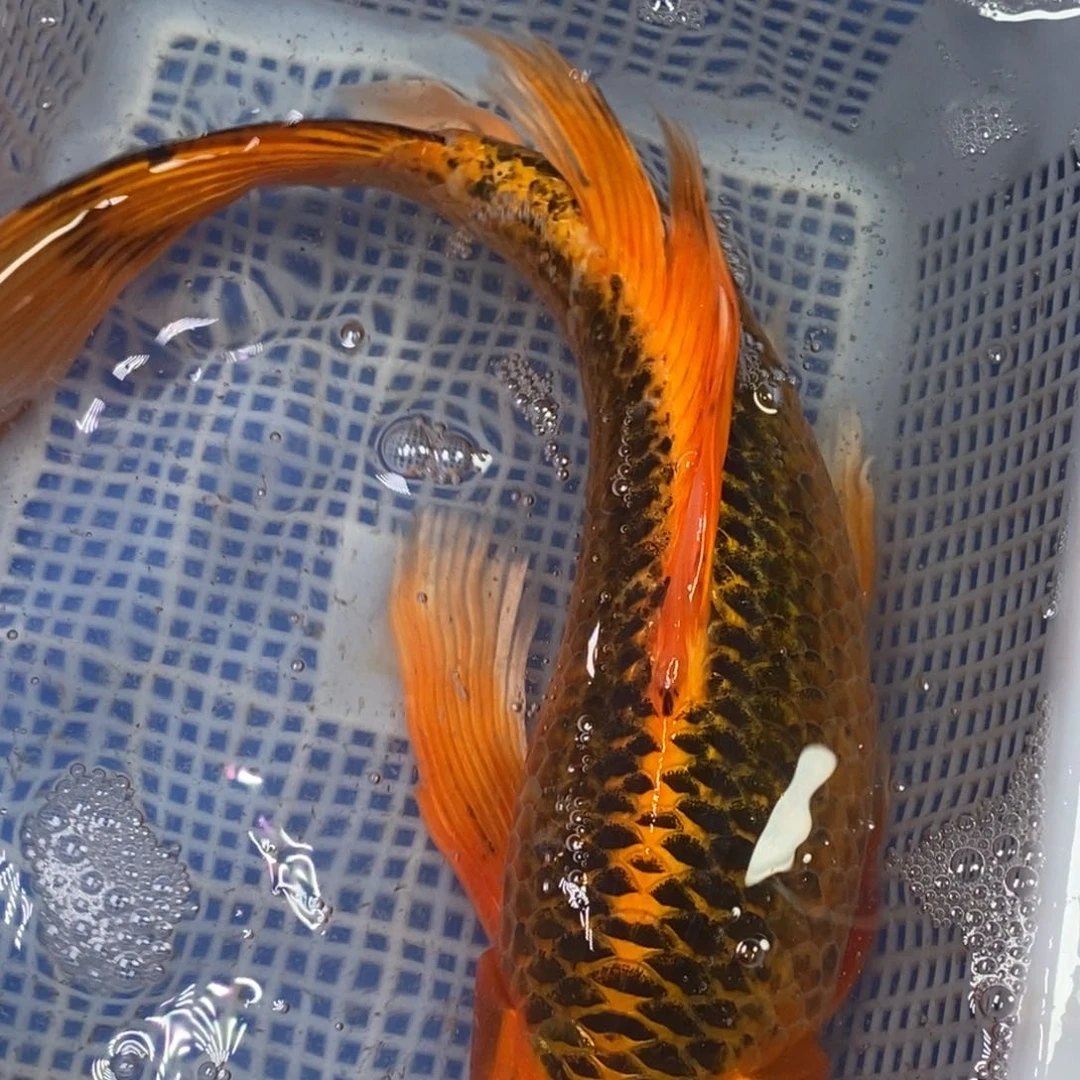 锦鲤冷水锦鲤包邮