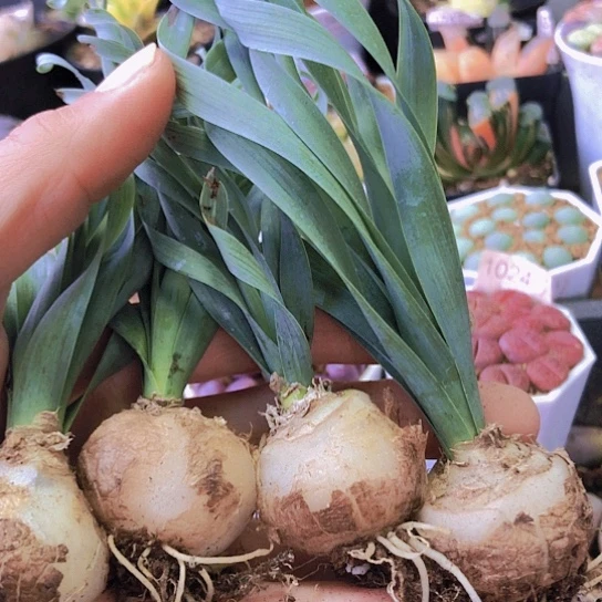 无花朵0931，弹簧草