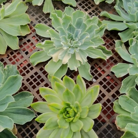 海啸花脸超白锦+桃花锦