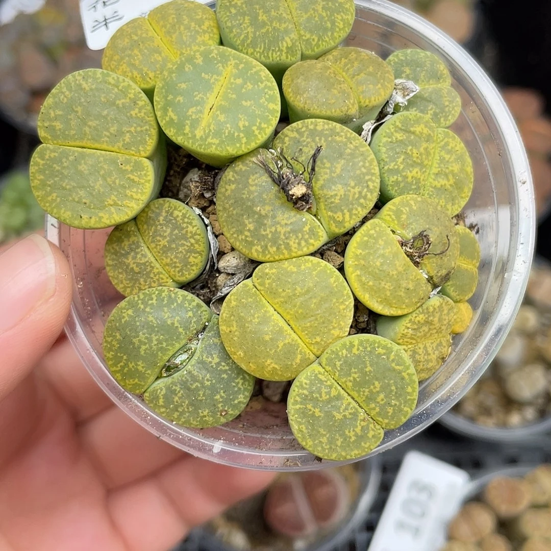 138000000花花花花花花花花花花