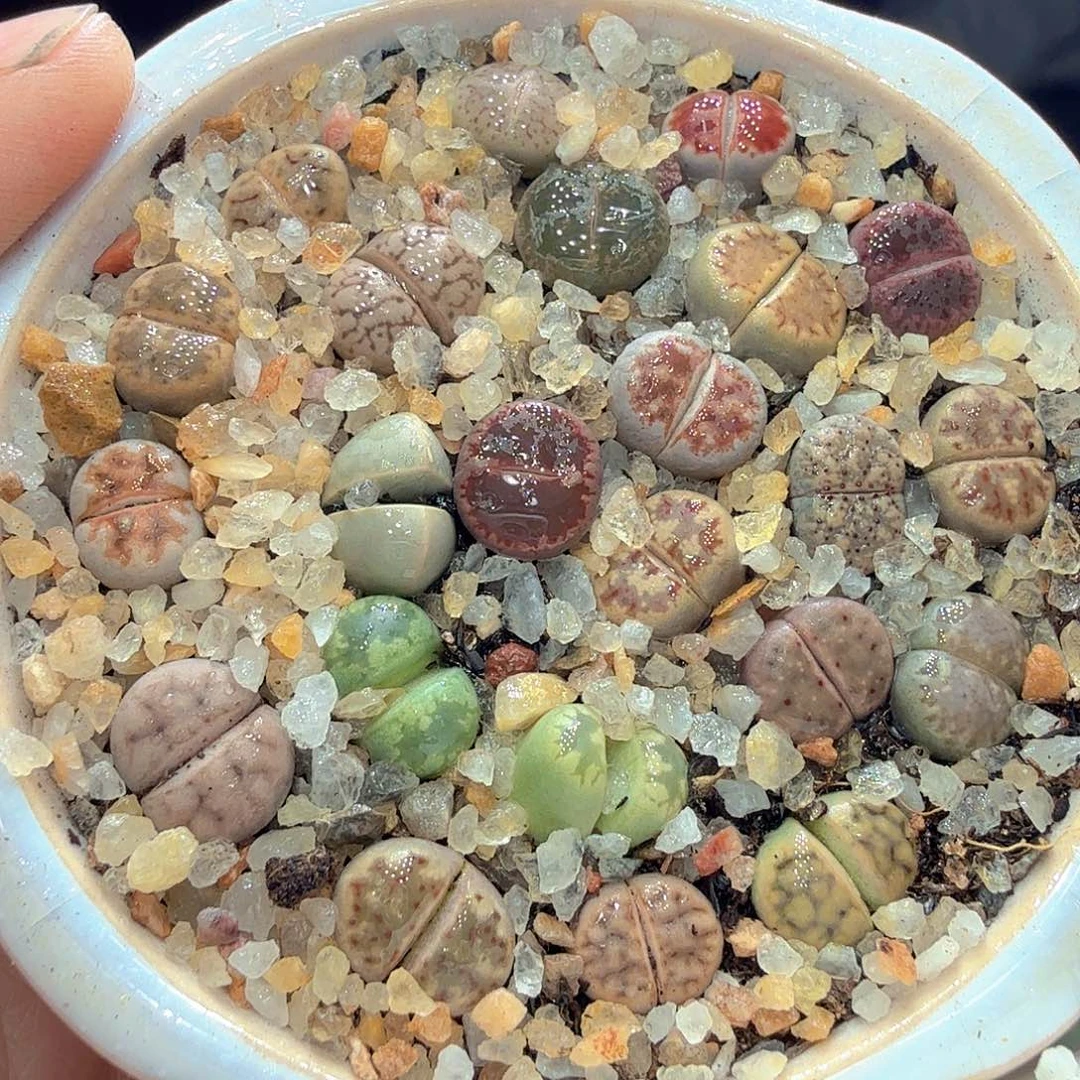 多肉植物福利冲558