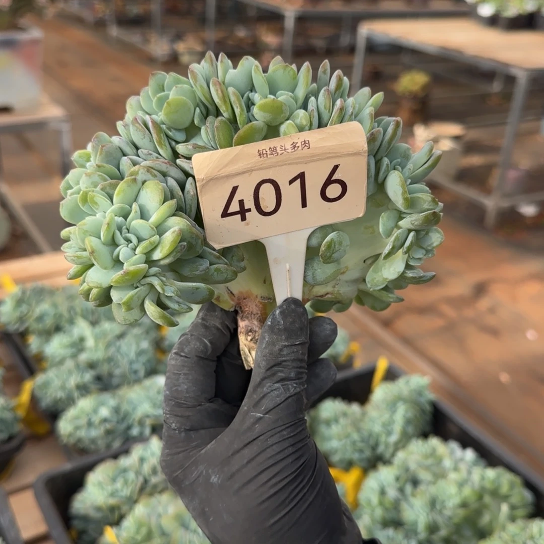 六****4016。       奶茶缀