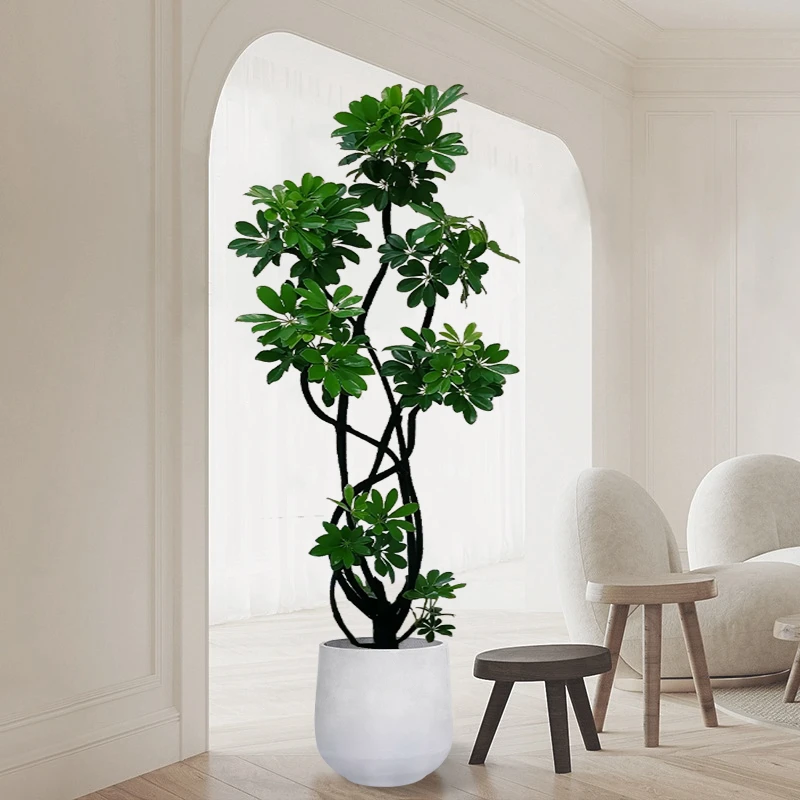 鸭脚木客厅绿植大盆栽网红落地好养鸭掌木办公室内造型大型植物真