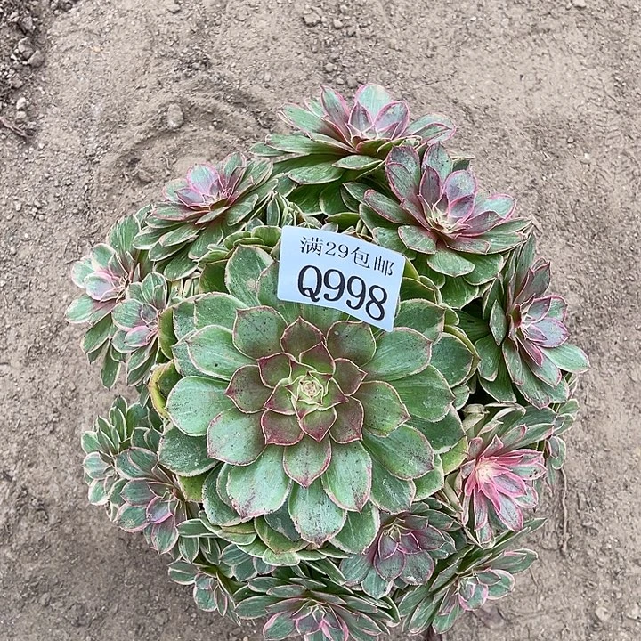 998莲花坐多肉植物