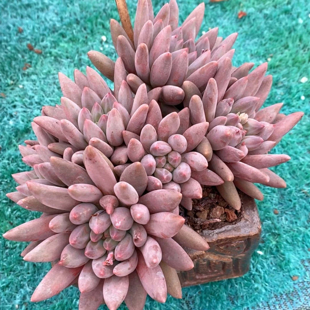 红蜻蜓多肉植物盆栽