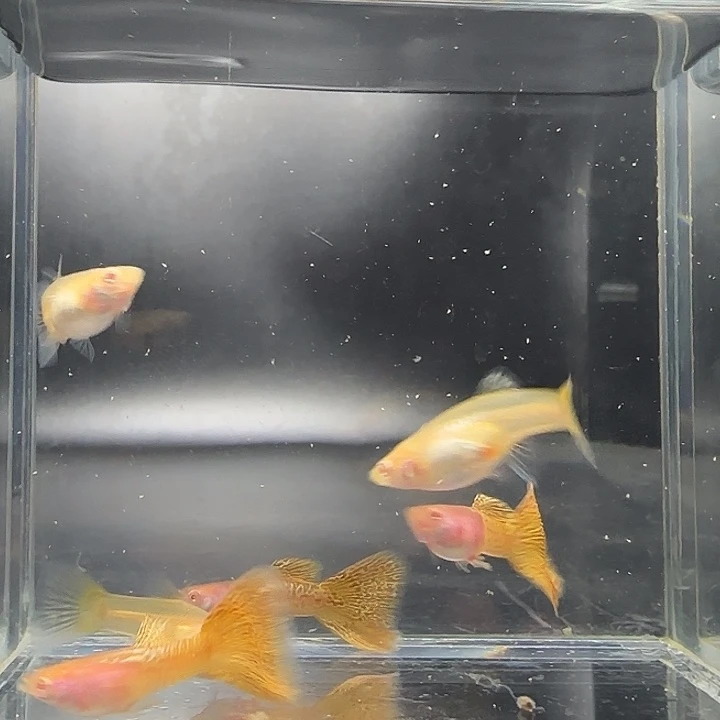 孔雀鱼金属黄蕾丝3对