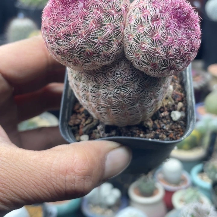 米奇头红太阳仙人球