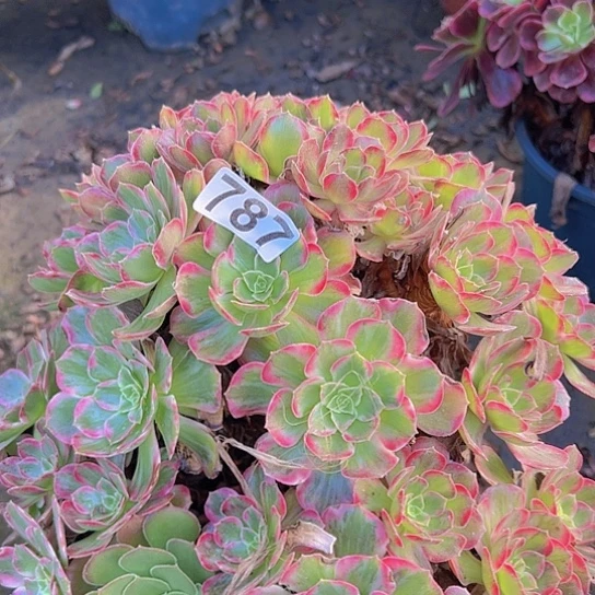 熊***姐多肉植物一个安娜
