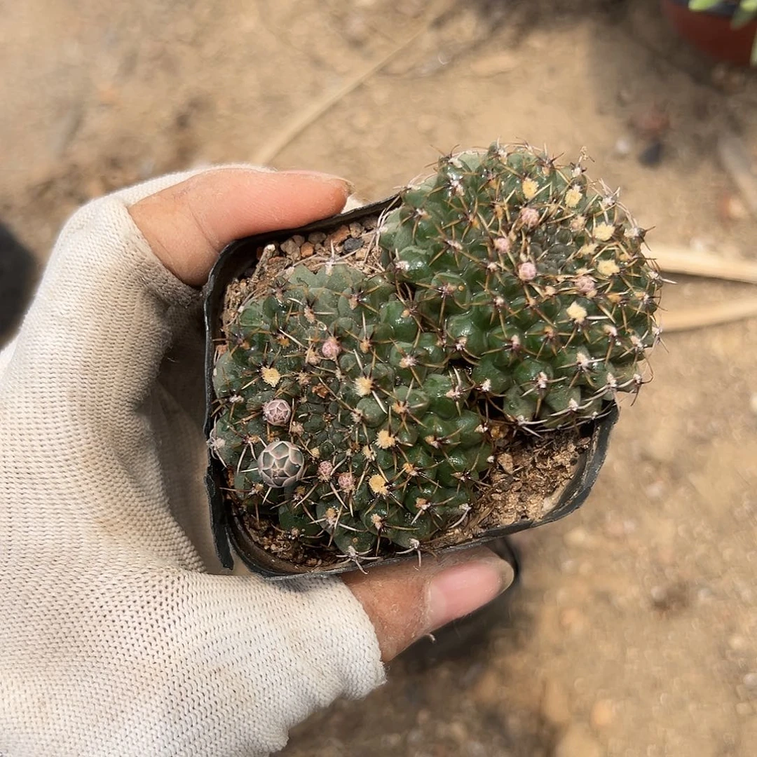 嗯呃呃呃呃呃呃呃呃呃