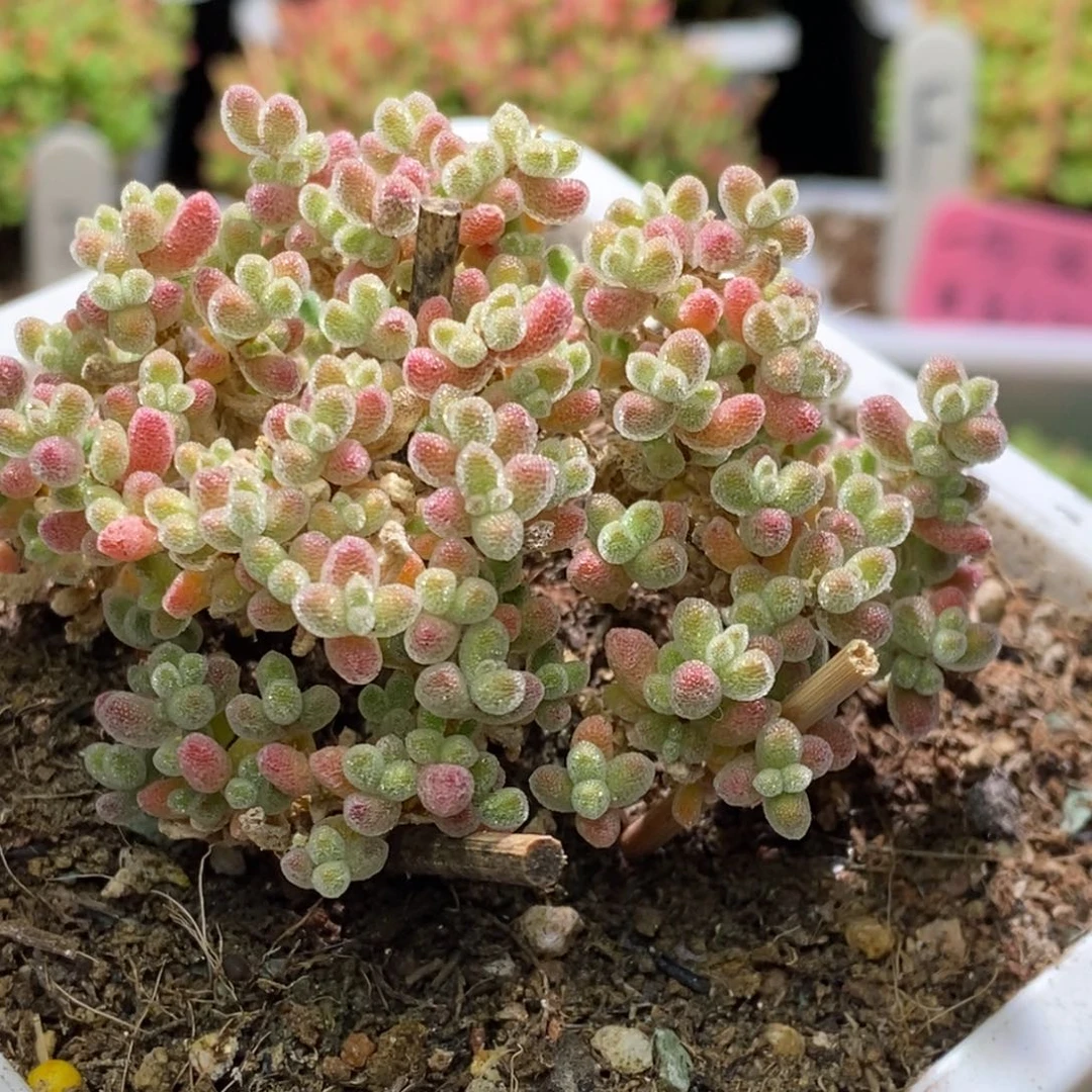 ?*✜冰晶杂枝干番杏A995