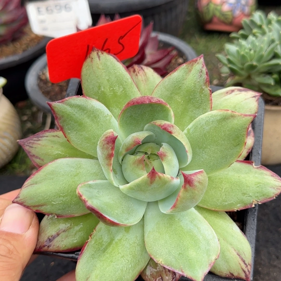 惊鸿一物一拍包装收缩花旱165