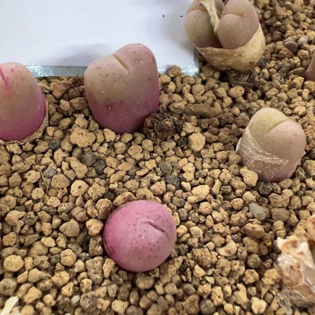 20-95量拍鲁提辖一颗，多肉