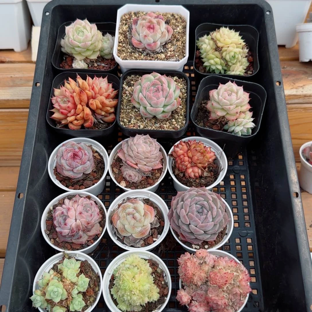 框拍框拍0303-121