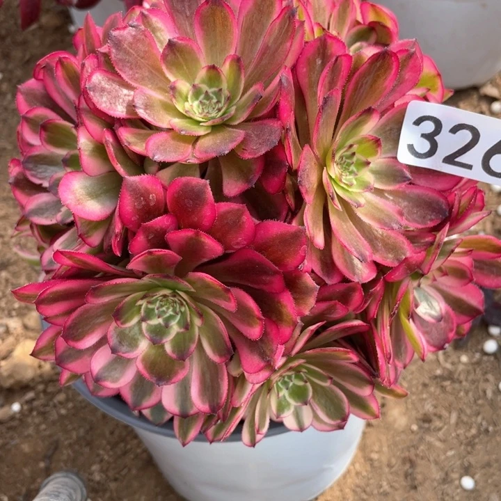 326多肉植物月蝉