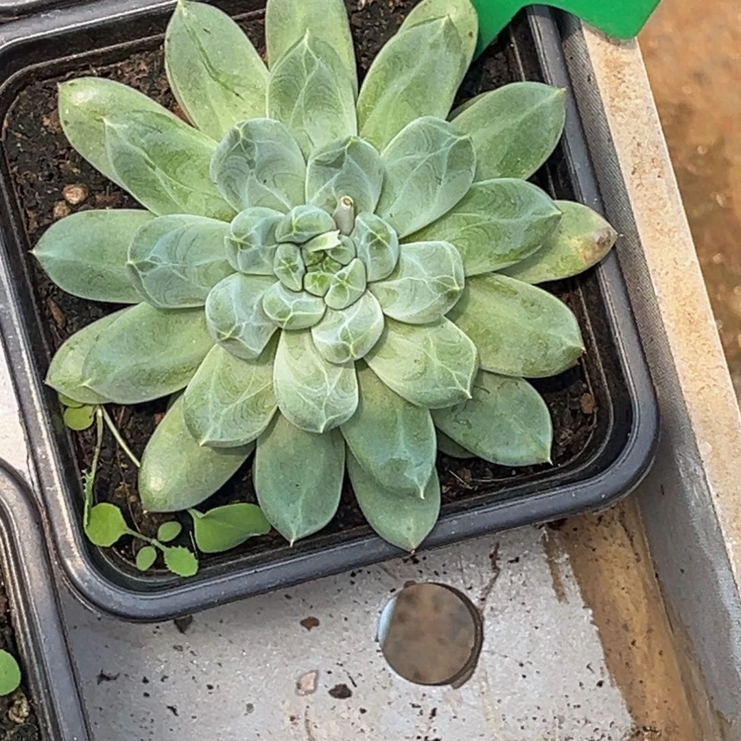 金*0742号上午多肉植物群生多肉植物群生