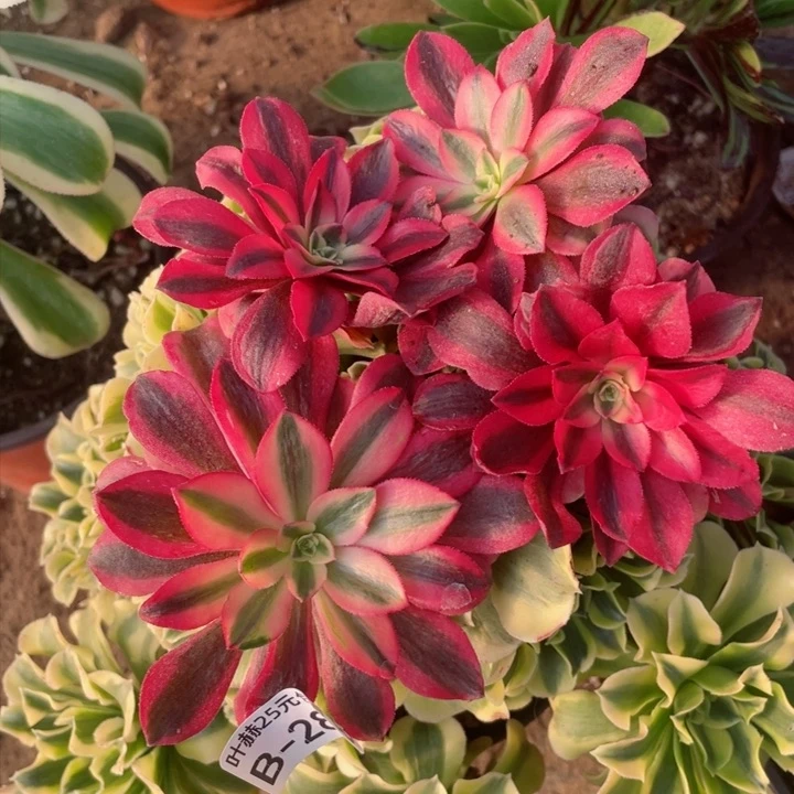 283美杜莎粉体砍头4颗多肉