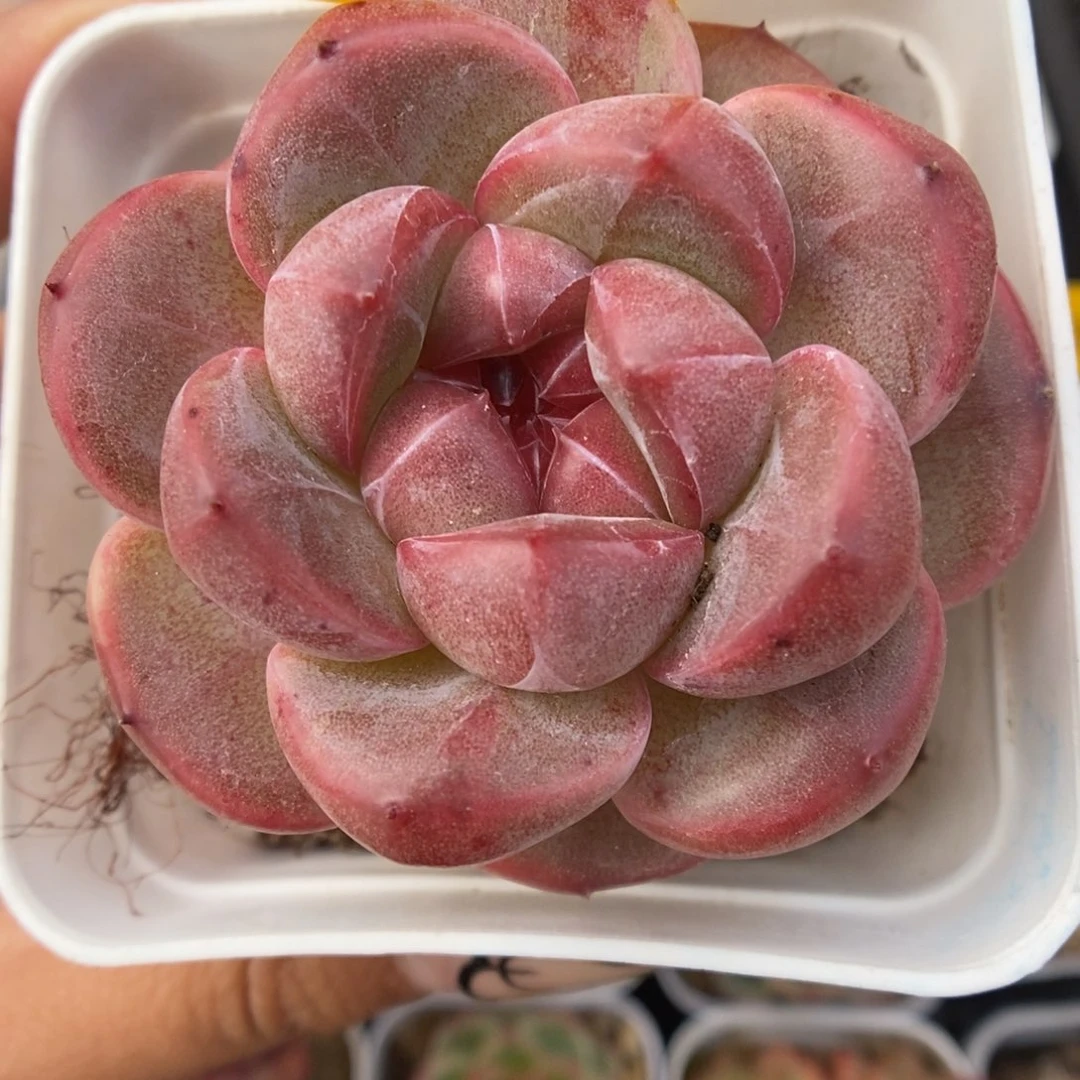 赤雪珍妮可拍5456号