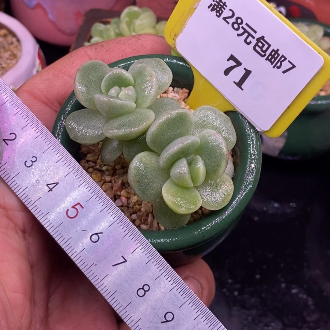 771冰玉石化黄锦…………