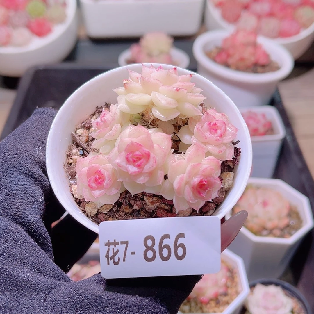 花利美7-866白天鹅