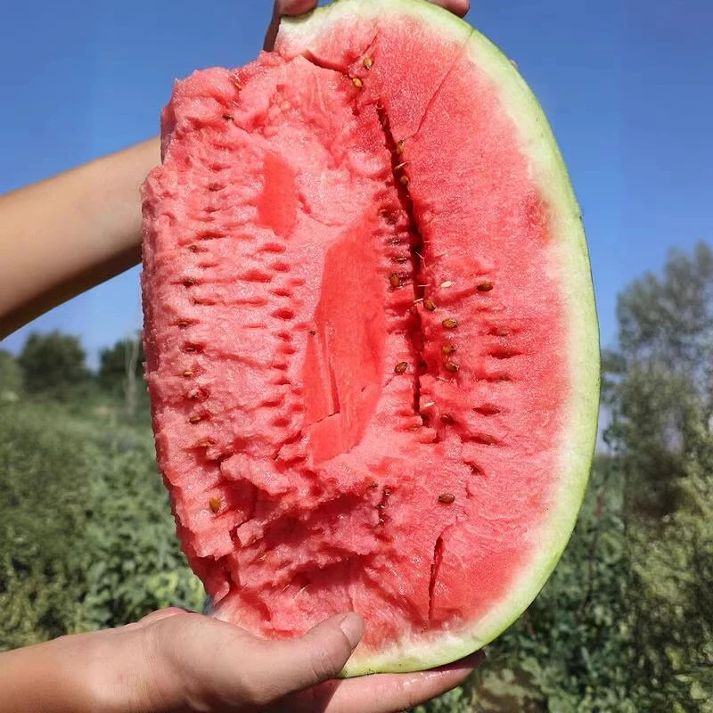 GA硒砂瓜5-6kg（不切分）宁夏回族自治区