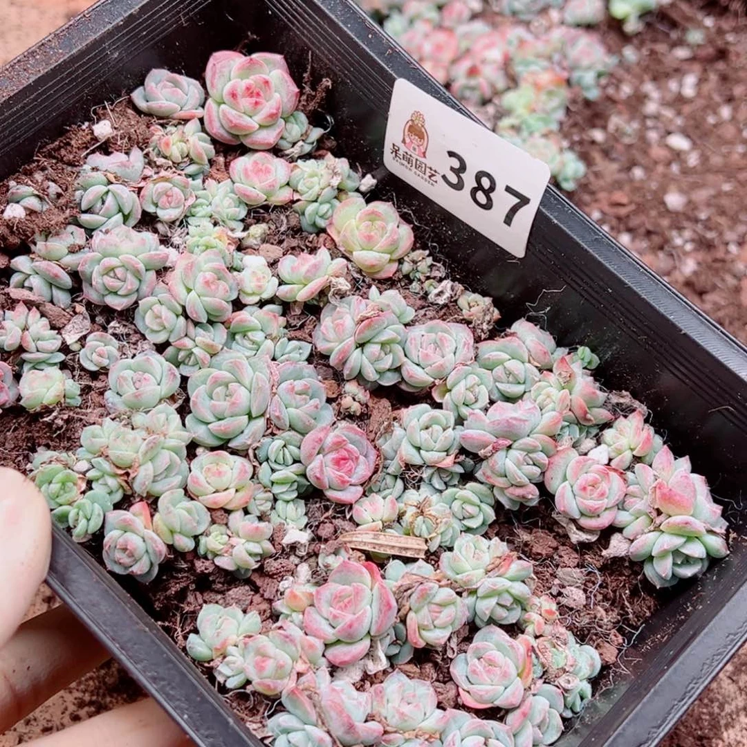 爱***笨多肉植物多肉植物