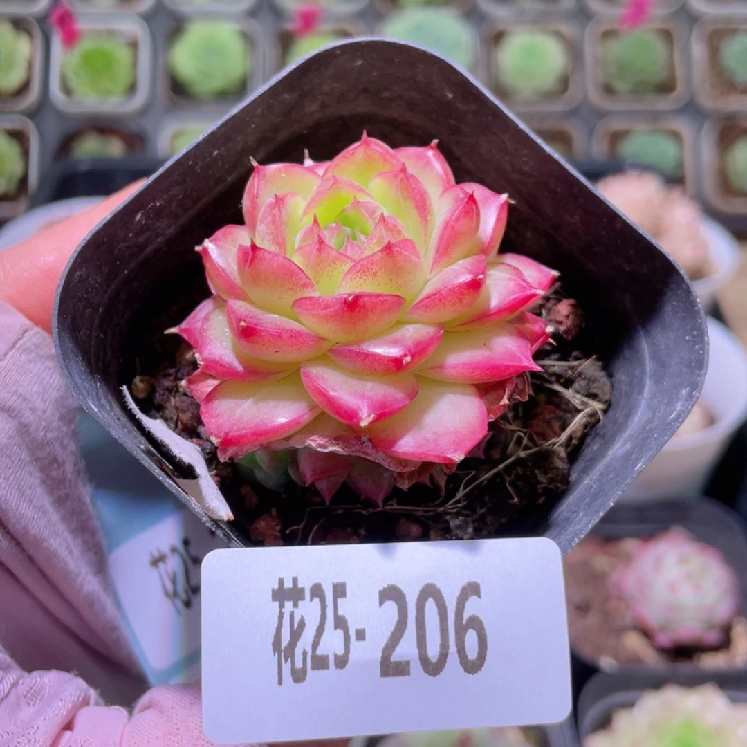 花利美25-206女王玫瑰