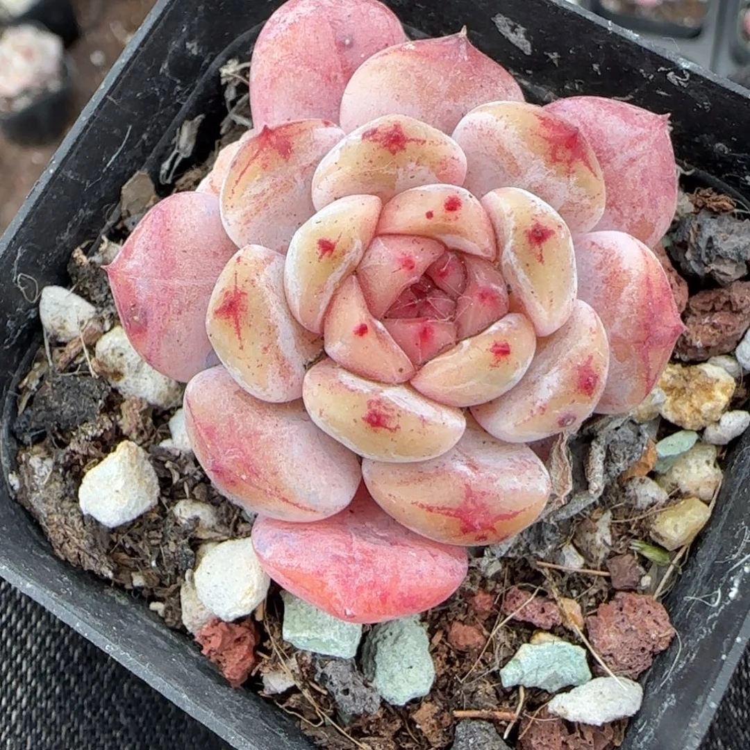 多肉小卡拉米糖心一物一拍