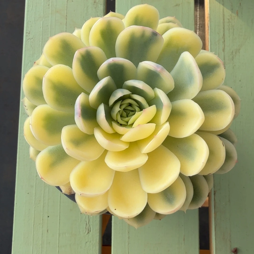 草莓冰锦锦上园艺一物一拍