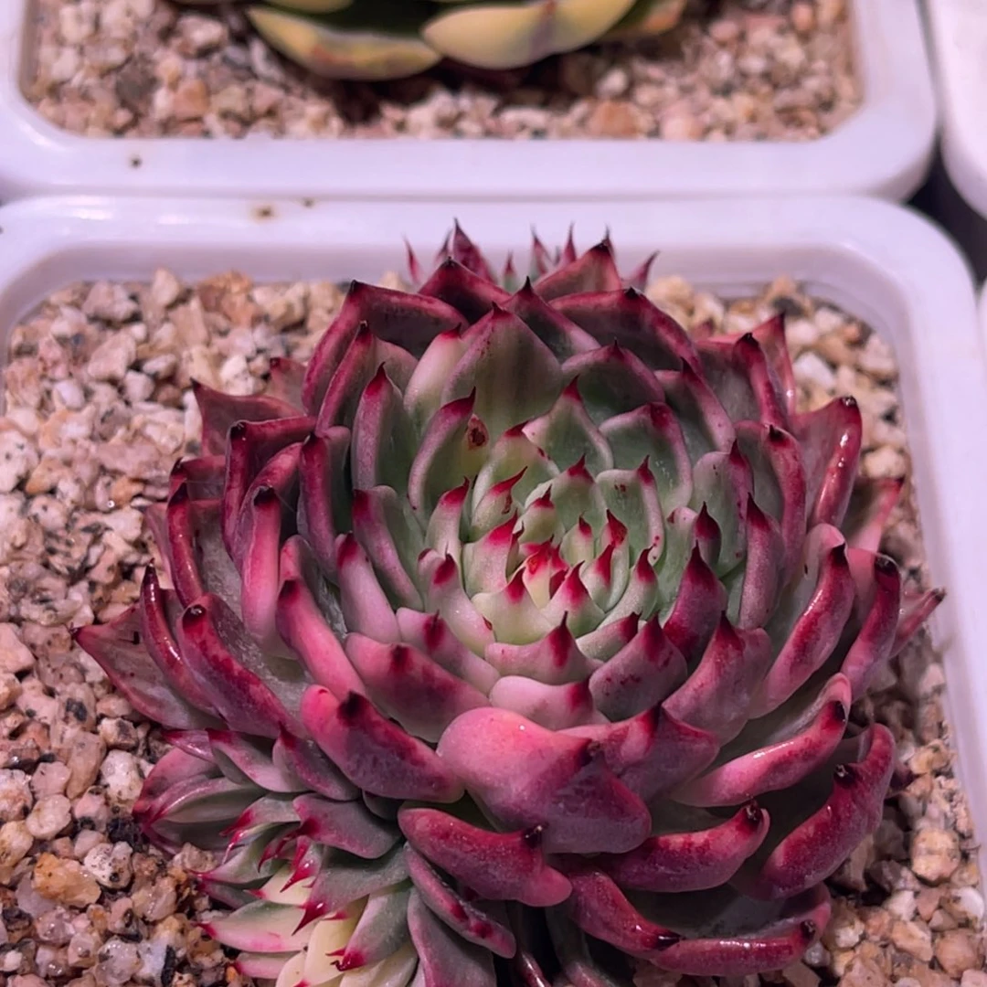 尚品特价原始绿爪锦