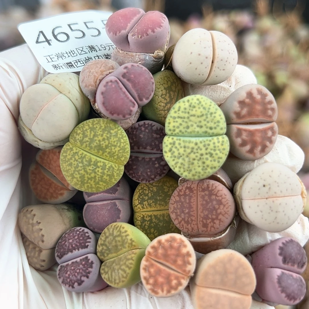 好养易活生石花大母本4655共20个