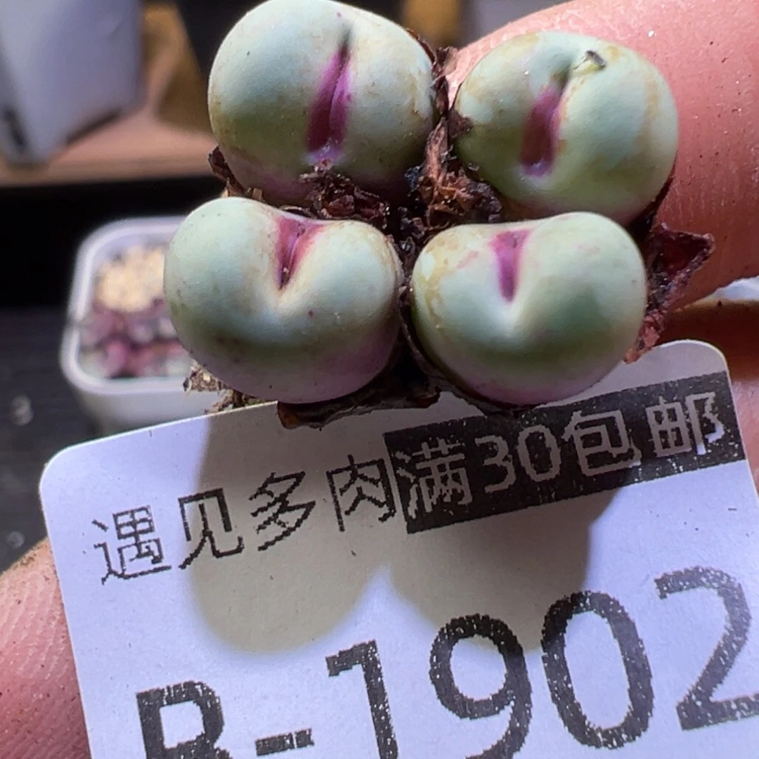 多肉植物。1111111111