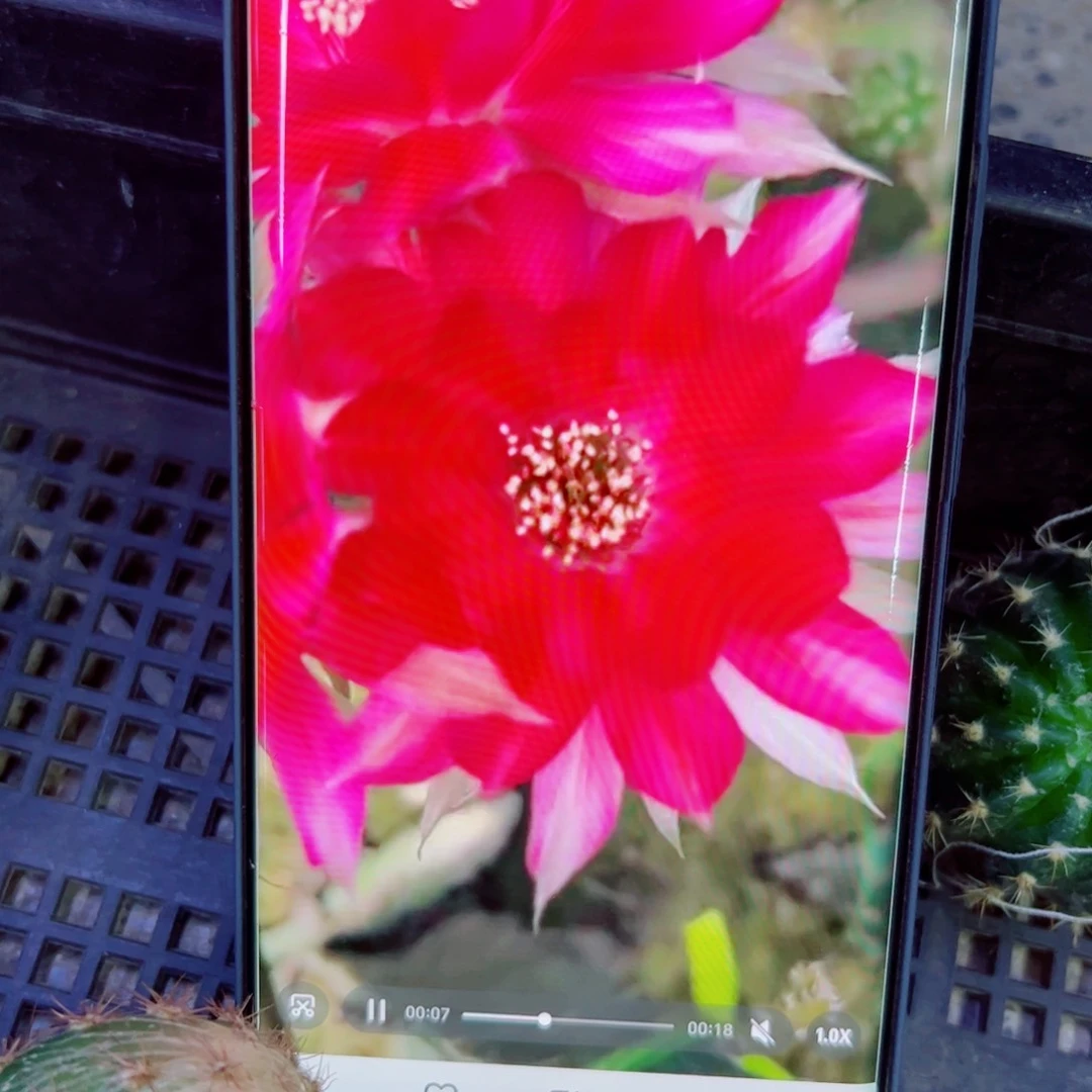 下105丽花Biw 歪无根侧芽3公分左右20包邮