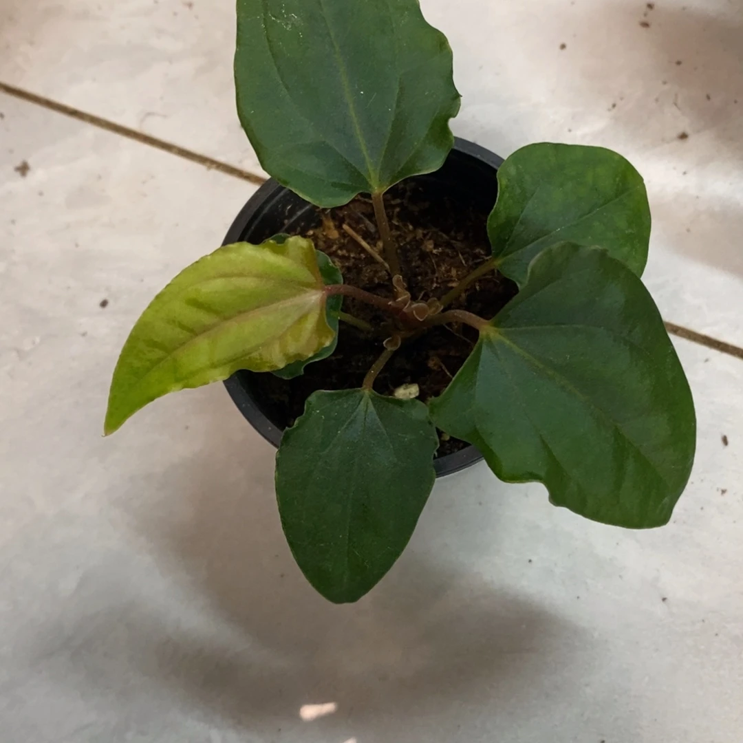 不开花植物戴斯杂黑凤凰