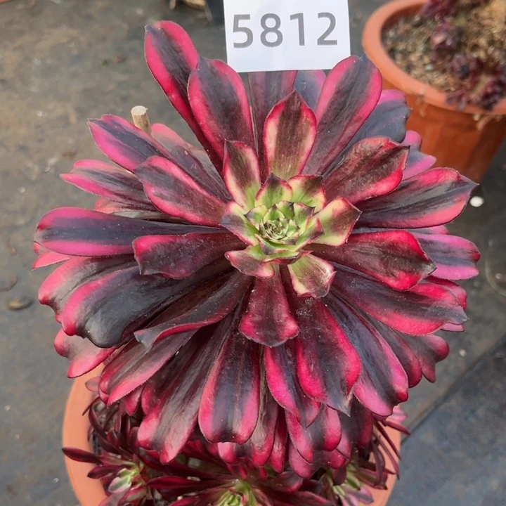 火焰精灵特价不售后多肉