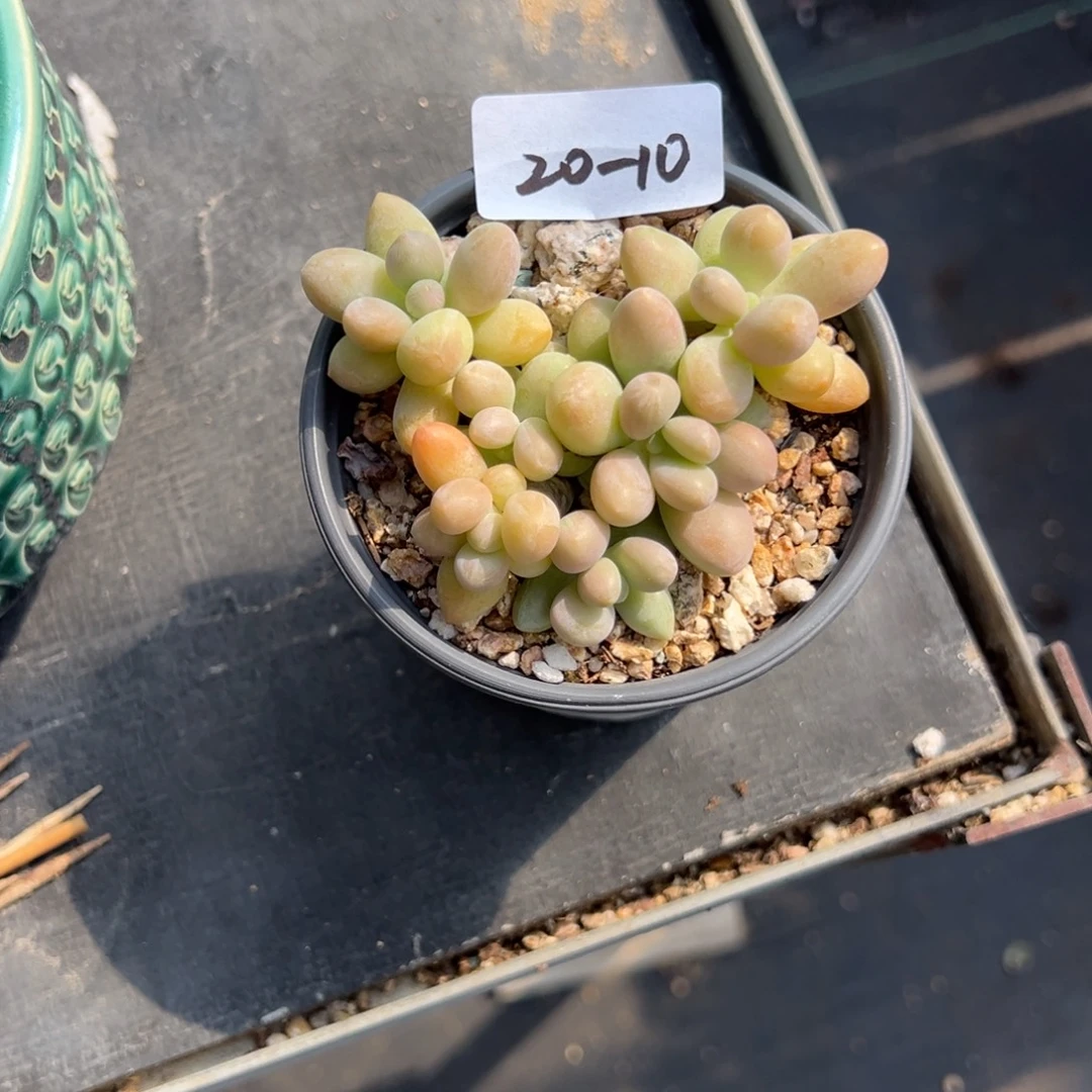 *****20-10粉色恋人小鹿园艺
