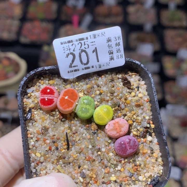 精品生石花225.201卡0.9