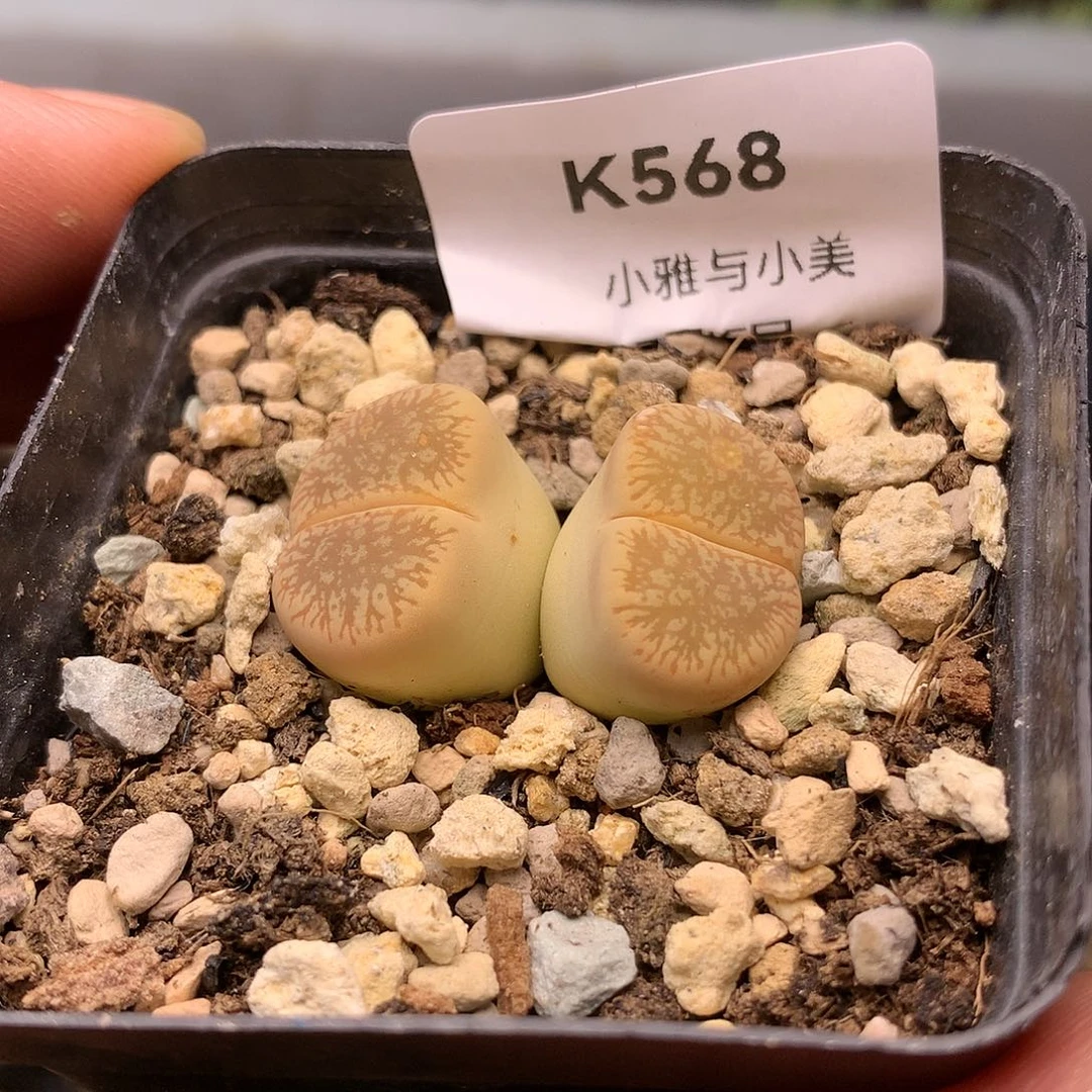 K568多肉植物保护