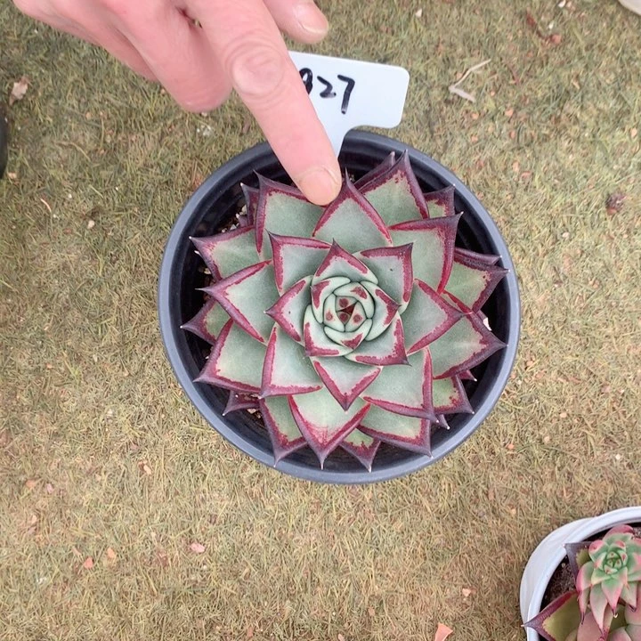 927直播福利乌木